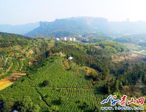 方山紫雾茶园:云雾缭绕的茶香秘境