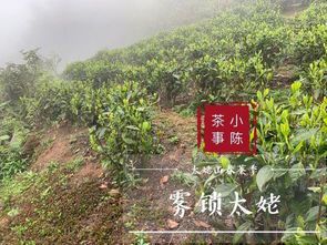紫雾山茶叶:自然馈赠的清香之韵