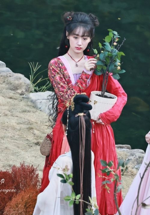 落花时节又逢君:短剧免费观看指南