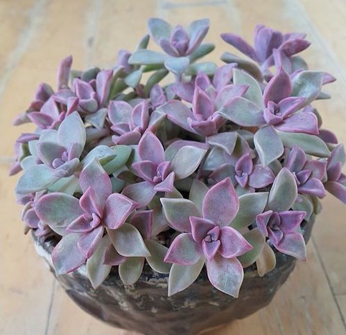 紫雾多肉植物养护指南