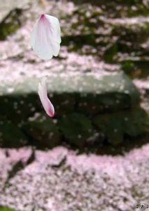 落花时节又逢君：生肖之谜