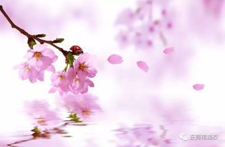 《千朵桃花一世开:原著小说的诗意与哲思》