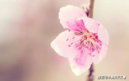 《千朵桃花一世开：是圆满还是遗憾的终章？》