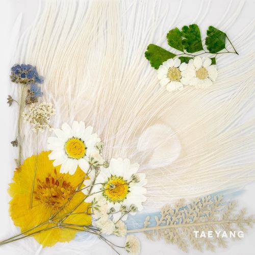 DARLING歌词-TAEYANG (太阳)